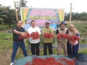 Panen cabe merah yang berlangsung di lahan seluas enam borong di KM 8 Kampung Perawang Barat,