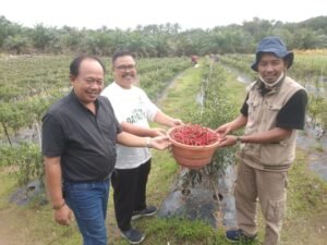 Panen cabe merah yang berlangsung di lahan seluas enam borong di KM 8 Kampung Perawang Barat,