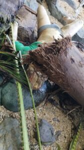 Petugas Ditpolairud Polda Sumbar bersama tim SAR mengevakuasi mayat pria tak dikenal yang ditemukan nelayan di Pantai Bukit Lampu Padang