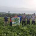 Kapolsek Tualang panen semangka bersama BUMKam Perawang Barat di kebun semangka
