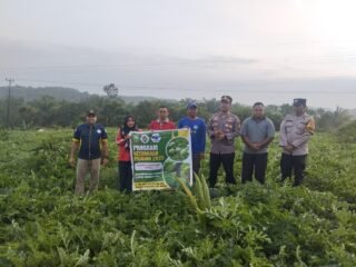Kapolsek Tualang panen semangka bersama BUMKam Perawang Barat di kebun semangka