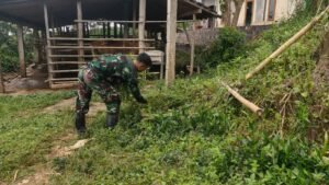 Anggota Satgas TMMD 127 Wonogiri Pratu Farhan sedang mencari rumput. 