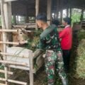Personel Satgas TMMD 127 Wonogiri memberi makan sapi milik warga.