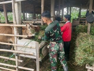 Personel Satgas TMMD 127 Wonogiri memberi makan sapi milik warga.