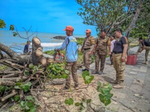 Petugas bersama warga memotong pohon tumbang berukuran besar yang melintang di tepi jalan kawasan pesisir Padang akibat cuaca ekstrem.