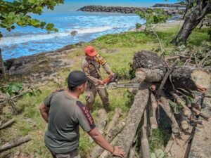 Proses evakuasi pohon tumbang di dekat pantai Air Manis, sejumlah petugas menggunakan mesin pemotong untuk membersihkan batang dan ranting yang menutup area.