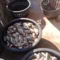 Ratusan ikan budidaya mati massal di kolam terpal akibat black out di Mandailing Natal