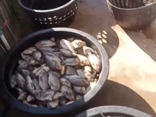 Black Out Sumatera Berujung Petaka di Madina, Peternak Ikan Rugi Rp80 Juta