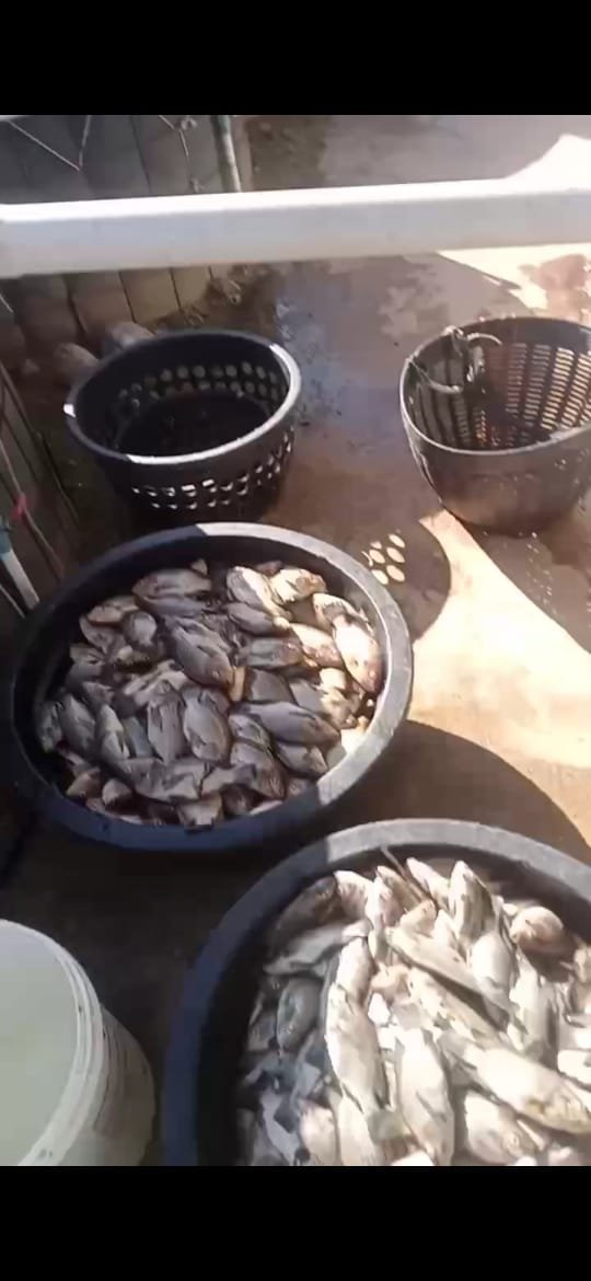 Ratusan ikan budidaya mati massal di kolam terpal akibat black out di Mandailing Natal