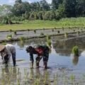 Babinsa Sumbergempol membantu petani menanam padi di sawah Desa Bendiljati Wetan Tulungagung