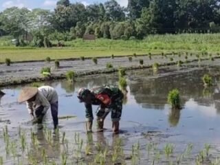 Babinsa Sumbergempol dan Semangat Swasembada Pangan