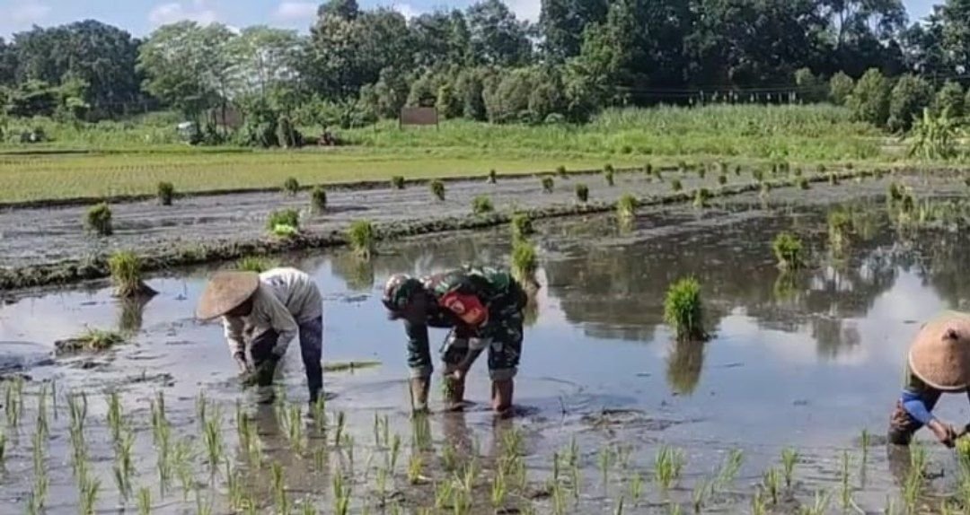 Babinsa Sumbergempol membantu petani menanam padi di sawah Desa Bendiljati Wetan Tulungagung