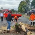 Petugas BPBD membersihkan pohon tumbang yang menimpa ibu hamil di Nagari Sago, Pesisir Selatan.