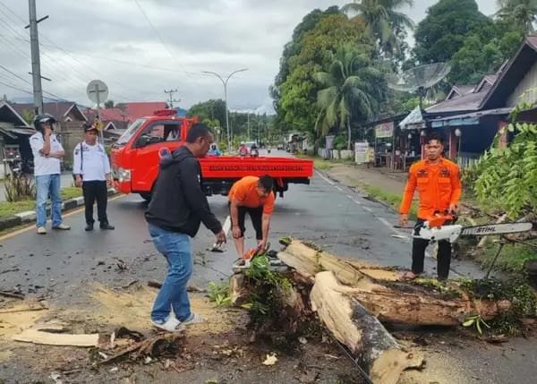 Petugas BPBD membersihkan pohon tumbang yang menimpa ibu hamil di Nagari Sago, Pesisir Selatan.