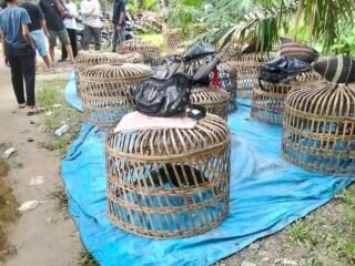 Menakar Ketegasan Polrestabes Medan: Dugaan Judi Dadu & Sabung Ayam 'Edy alias Sembiring' dan Alih Fungsi Lahan Eks-Perkebunan Menanti Penindakan